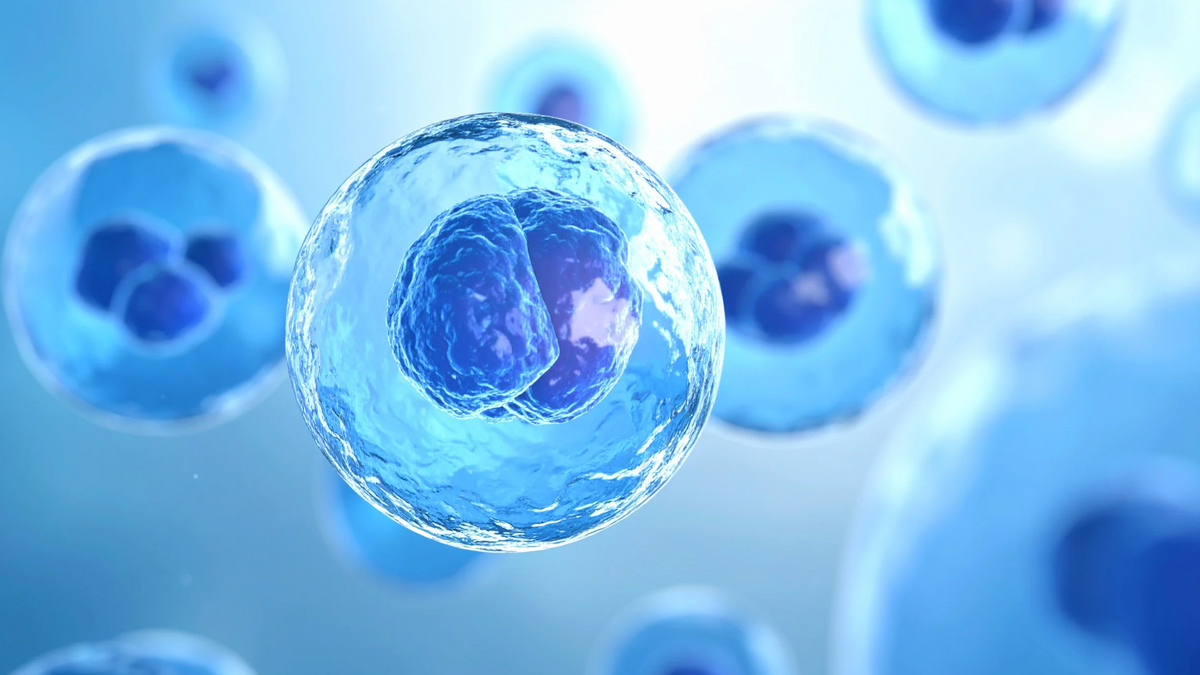 Spermidine: Unlocking Autophagy for Longevity and Vitality